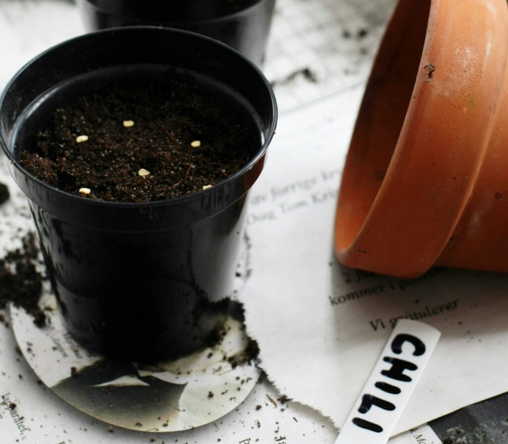 Chilinsiemeniä kylvetty mustiin muoviruukkuihin, vieressä terrakottaruukku ja multa-astia