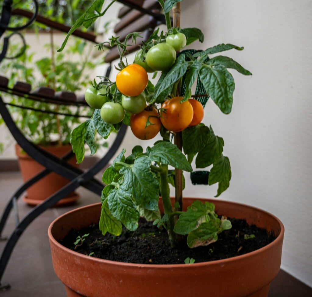 Oransseja ja vihreitä tomaatteja kasvamassa ruukussa parvekkeella, tomaattien kasvatus.