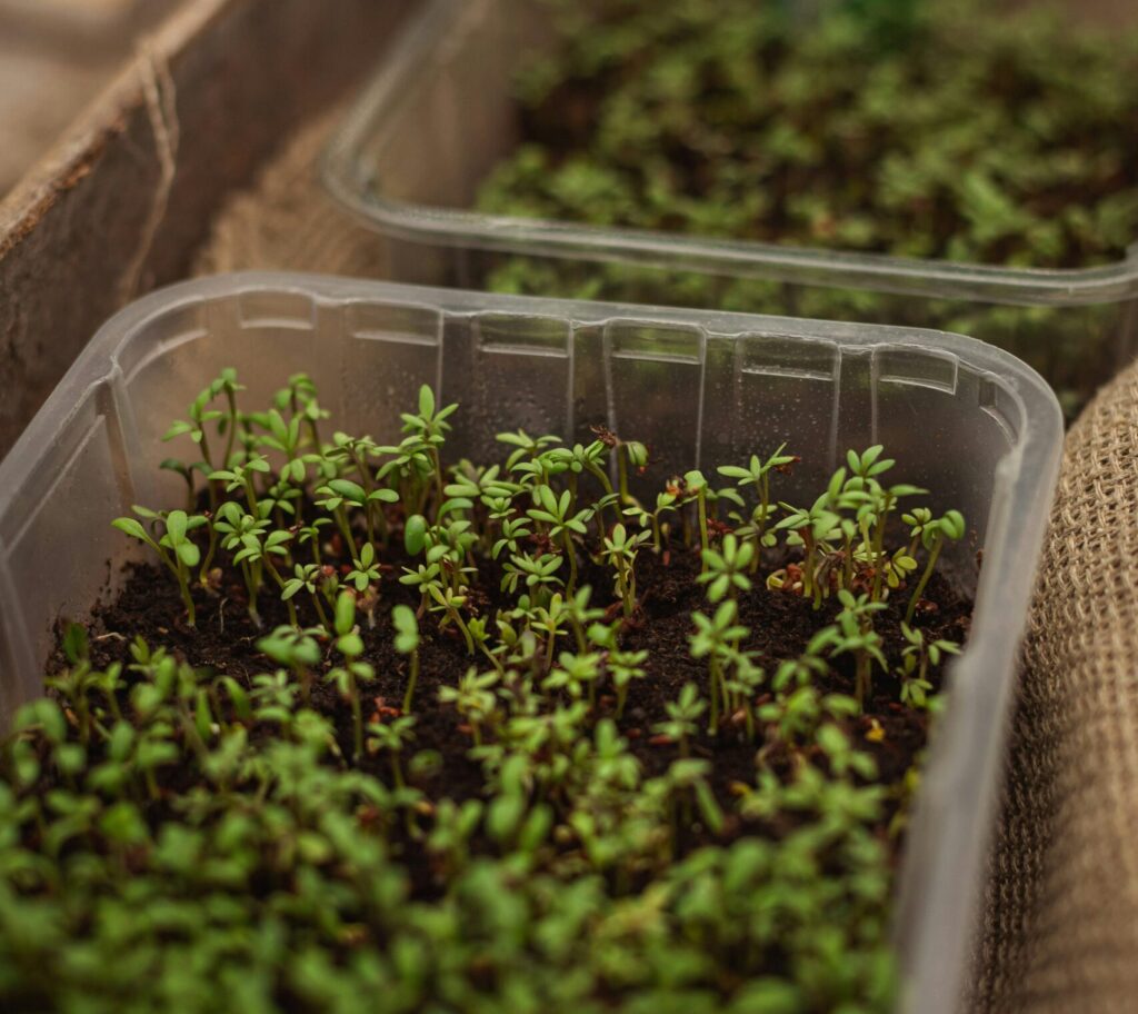 Pieniä taimia odottamassa koulintaa kasvatusasitiassa