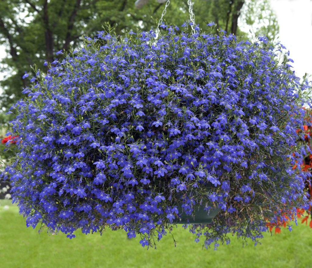 Sininen lobelia kukkii tiheänä kasvustona amppelissa