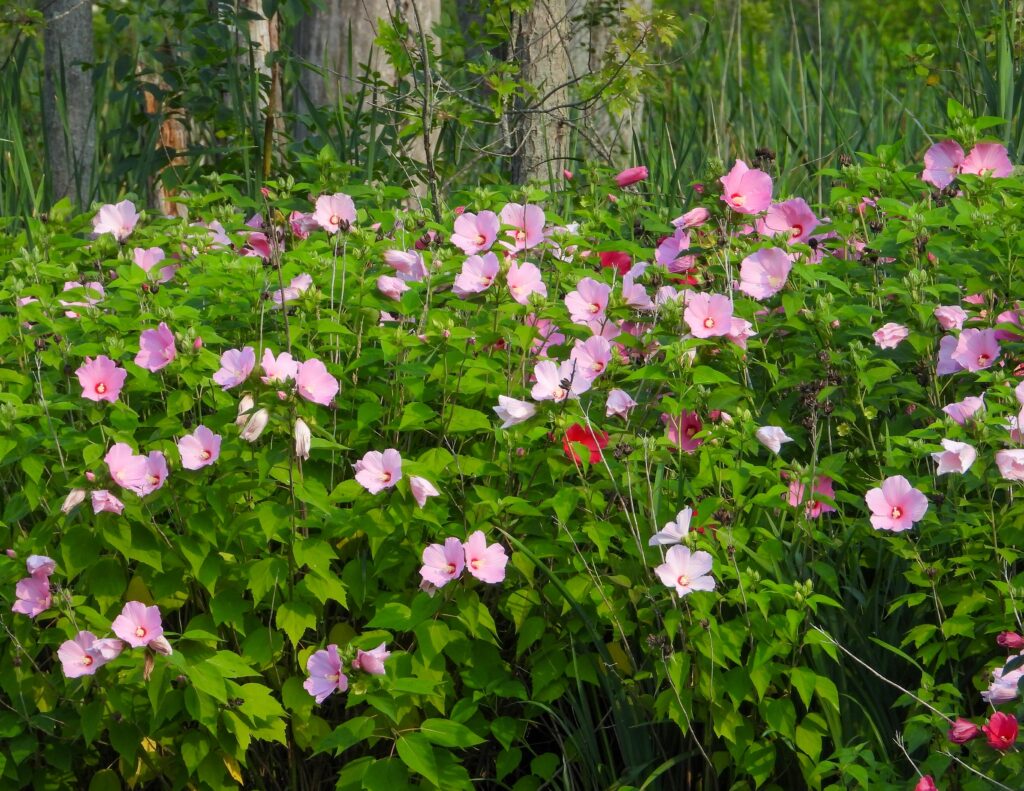 Vaaleanpunaisia malva-kukkia rehevässä kasvustossa