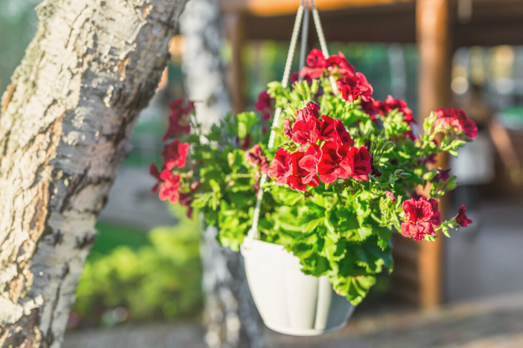 Punainen pelargonia kukkii amppelissa kesäisessä pihapiirissä