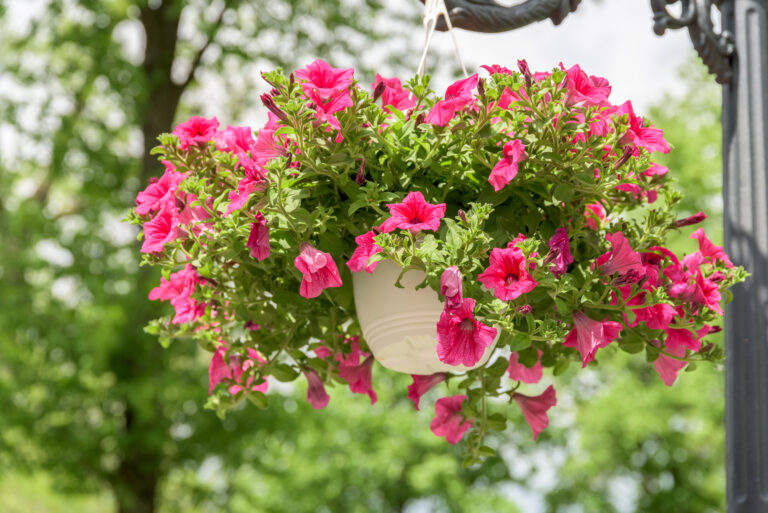 Kesäkukkien kylvökalenteri