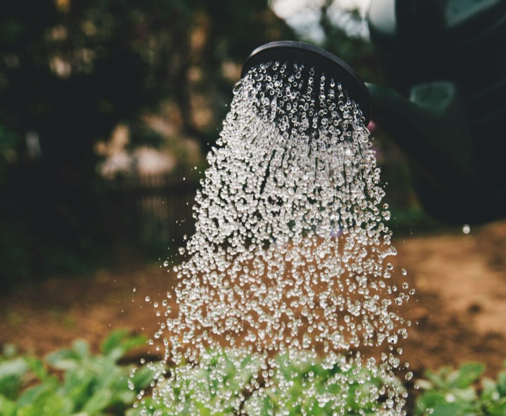 Vesikannusta valuva vesisuihku kastelee vihreitä taimia puutarhassa