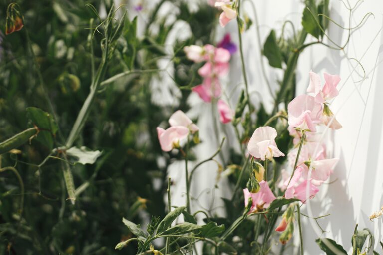 Tuoksuherneen esikasvatus – ajoitus, kylvö ja hoito Suomessa